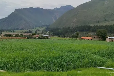 a field of green grass with mountains in the background at RiKCHARiY in Primavera