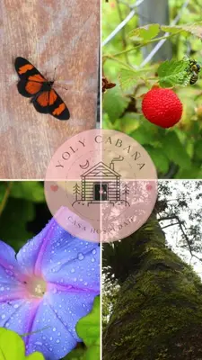 a butterfly is sitting on a sign next to flowers at Yoly cabaña in San Francisco