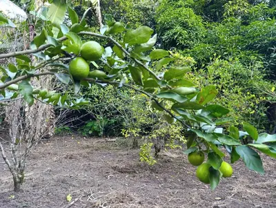a bunch of green fruit on a tree at Bella Victoria Ecolodge in Santa María