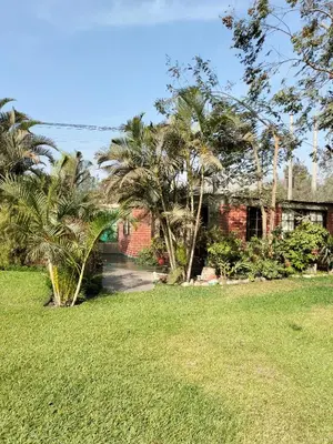 a brick house with palm trees and a yard at Casa del Gringo in Cieneguilla