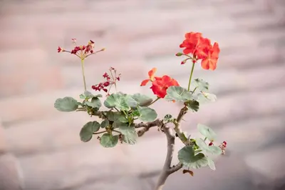 two red flowers are growing on a plant at The film House in Lima
