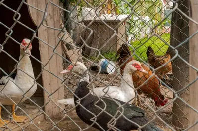 a group of chickens standing in a cage at Casa linda de Chontay junto al rio in Chontay