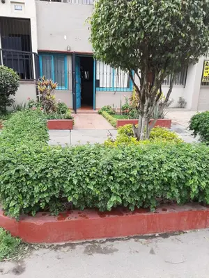 a bush in front of a building with a tree at Groundfloor, onebedroom apartment in Lima
