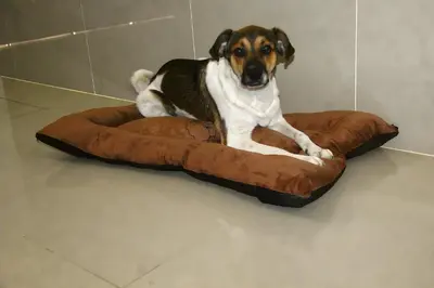 a dog laying on a brown dog bed at ideal depa lujo con cocina wifi in Puente Piedra