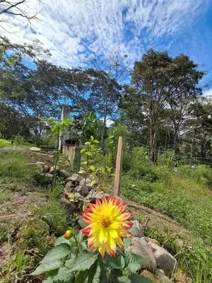 a yellow and orange flower in a garden at Bellavista Hospedaje in Oxapampa