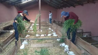 two people standing in a barn with a group of animals at Casa de Gumercindo in Ccorcor