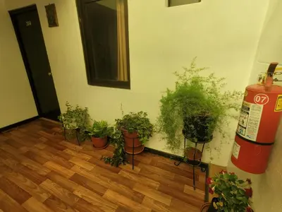 a room with a bunch of potted plants on the floor at HOTEL HUAYNAPATA Pardo in Cusco