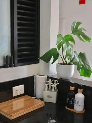 a plant sitting on top of a kitchen counter at Craviz house ,a home away from home in Lima
