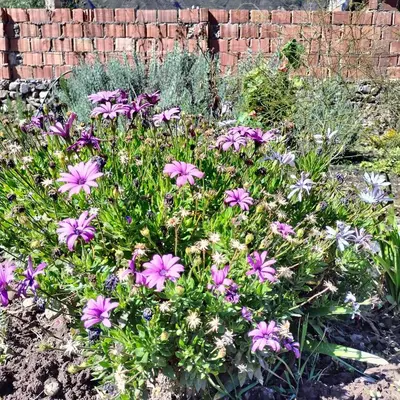 a garden with purple flowers in front of a brick wall at Tikary Lodge in Cusco