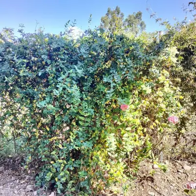 a large bush with many flowers on it at Tikary Lodge in Cusco