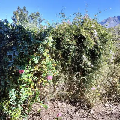 a bush full of flowers on a field at Tikary Lodge in Cusco
