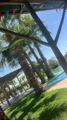 a palm tree in the grass next to a pool at Babylon Mansion in Nazca