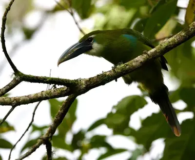 a green bird perched on a tree branch at Jungle Lodge Quillabamba All included