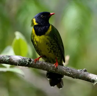 a bird perched on a tree branch at Jungle Lodge Quillabamba All included