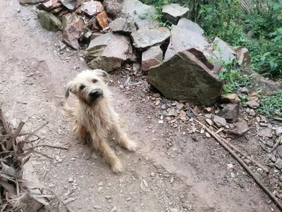 a small dog standing on a dirt road with rocks at Jungle Lodge Quillabamba All included