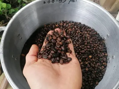 a person holding up a pot full of coffee beans at Jungle Lodge Quillabamba All included