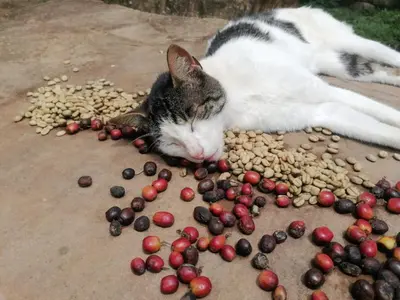 a cat laying on a pile of nuts and berries at Jungle Lodge Quillabamba All included