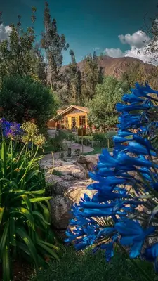 a group of blue flowers in a garden at Andean Wings Valley in Urubamba