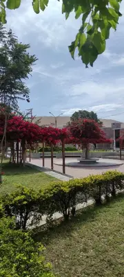 a row of trees with red flowers on them at Casa Oasis Meneses in Ica