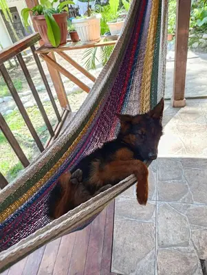 a brown and black dog laying in a hammock at Montañita Lodge in La Merced