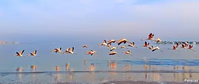 a flock of birds flying over the beach at Bamboo Paracas Hotel in Paracas