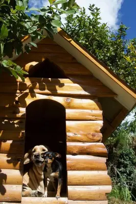 two dogs are looking out of a dog house at Cabaña con linda vista en Oxapampa in Oxapampa