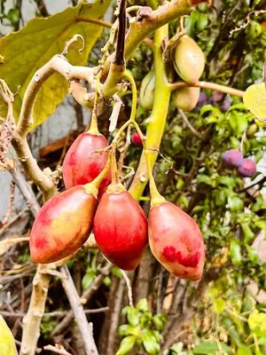 a bunch of red fruits hanging from a tree at La Huerta Refugio in Urubamba
