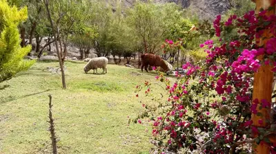 three sheep grazing in a field of grass with flowers at Fundo Hotel Ayarpongo in Churín