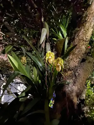 a plant with yellow flowers growing on a tree at Schütze-Haus in Oxapampa
