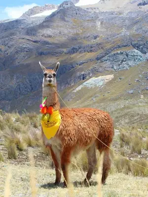 a llama standing on top of a mountain at Hotel Tambo del Inca in Cajatambo