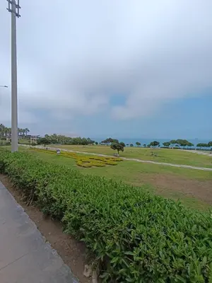 a row of plants in a field next to a street at iStay 2D a 1 cuadra del Malecon in Lima