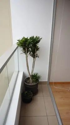 a potted plant sitting on a ledge in a room at Cozy 2BR, Prime Barranco, 7th Flr in Lima