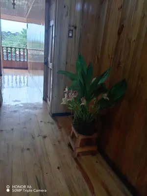 a potted plant sitting in the corner of a room at Cabaña VALLE ENCANTADO