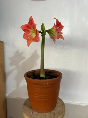 a red flower in a pot on a table at Valentino Vent in Cusco