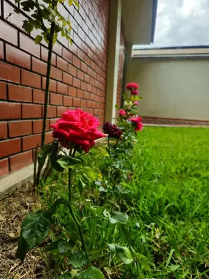 a group of red roses in front of a brick wall at Echevarria Oxapampa in Oxapampa