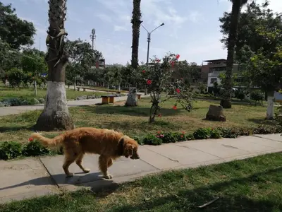 a dog walking on a sidewalk in a park at Apartamento moderno a 5 minutos de Plaza Norte in Lima