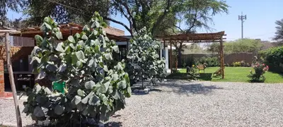 a tree covered in white cacti in a yard at Casa rústica in Ica