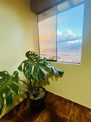 a plant sitting on a table in front of a window at New colorful & artsy home, fam perfect, great wifi for working in Cusco