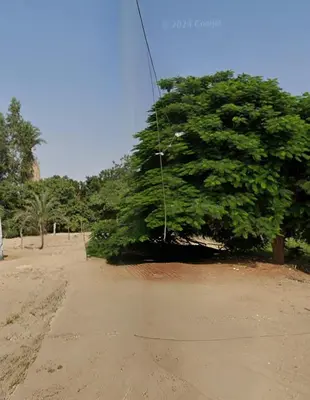 a tree sitting on the side of a dirt road at Casa Conuca in Ica