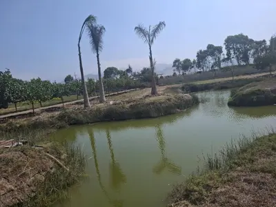 a river with palm trees in a field at Club Positano, Fundo dell'Angelo in Bujama Baja