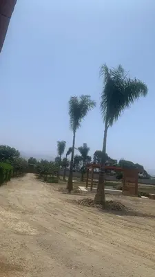 two palm trees on a dirt road with a dirt road at Club Positano, Fundo dell'Angelo in Bujama Baja