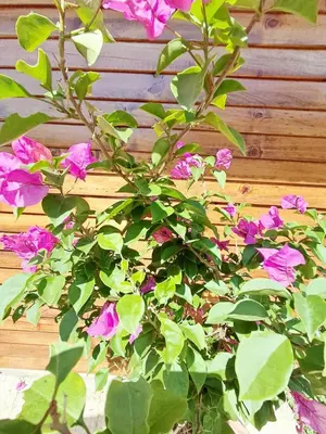 a plant with purple flowers in front of a wooden fence at Cabaña BellaVista in Oxapampa