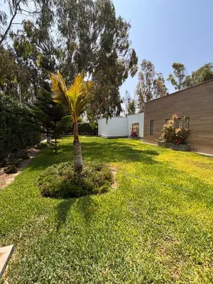 a palm tree in a yard next to a building at Villa Luquin in Hacienda Santo Domingo
