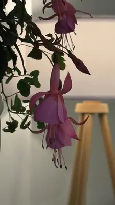 a bunch of purple flowers in a vase at Casa de estreno en Playa Los Lobos - Cerro Azul in Cerro Azul