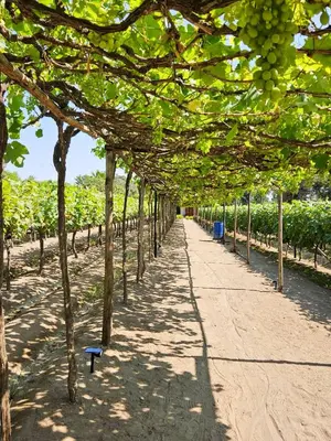 a row of trees in a field of grapes at Spacious 4BR Country House with Pool in Mala in Asia