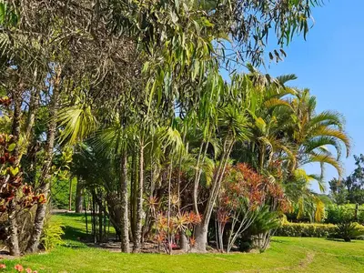 a group of palm trees in a park at Spacious 4BR Country House with Pool in Mala in Asia