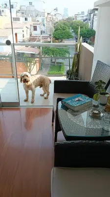 a small dog standing in a living room with a table at Habitación in Lima