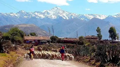 two people walking down a dirt road with a herd of sheep at Birds Hotel Molino in Ollantaytambo