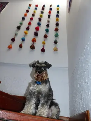 a small dog sitting in front of a wall with colorful earrings at The Lighthouse Bed and Breakfast in Lima