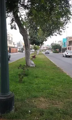 a tree sitting in the grass next to a street at Hospedaje de Lidia in Lima